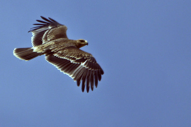 orol kráľovský Aquila heliaca