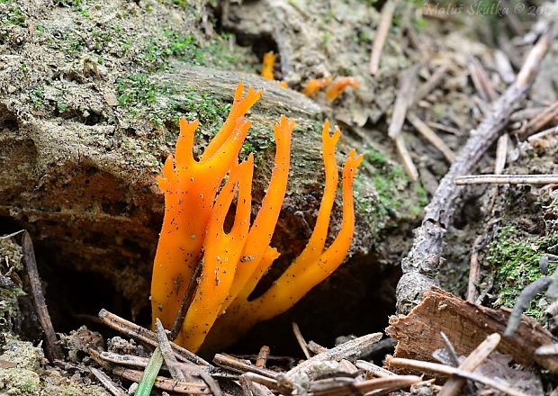 parôžkovec lepkavý Calocera viscosa (Pers.) Fr.