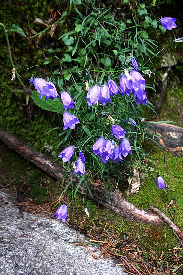 zvonček tatranský Campanula tatrae Borbás