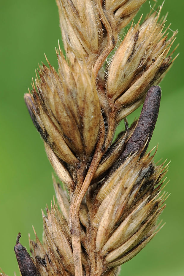 kyjanička purpurová Claviceps purpurea (Fr.) Tul.