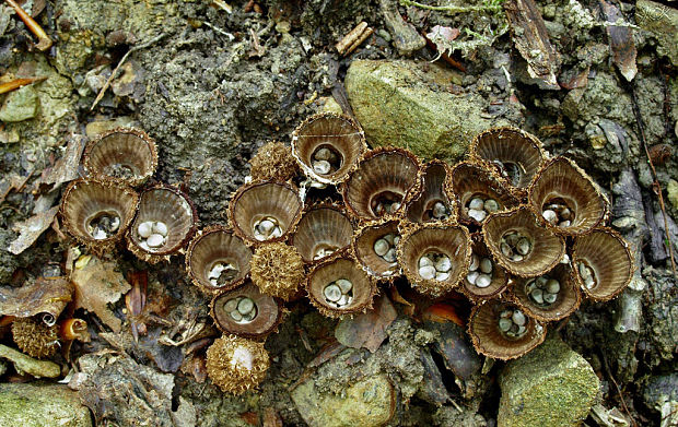 čiaškovec pásikavý Cyathus striatus (Huds.) Willd.