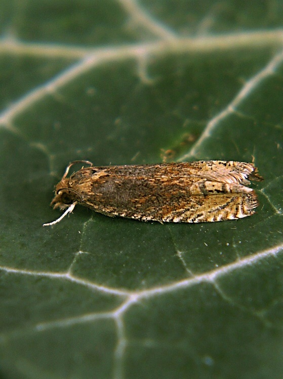 obaľovač pichliačový Eucosma balatonana Osthelder, 1937