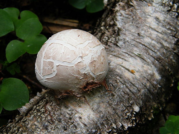 brezovník obyčajný Fomitopsis betulina (Bull.) B.K. Cui, M.L. Han & Y.C. Dai