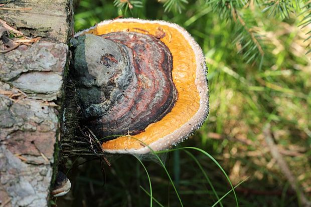 práchnovček pásikavý Fomitopsis pinicola (Sw.) P. Karst.