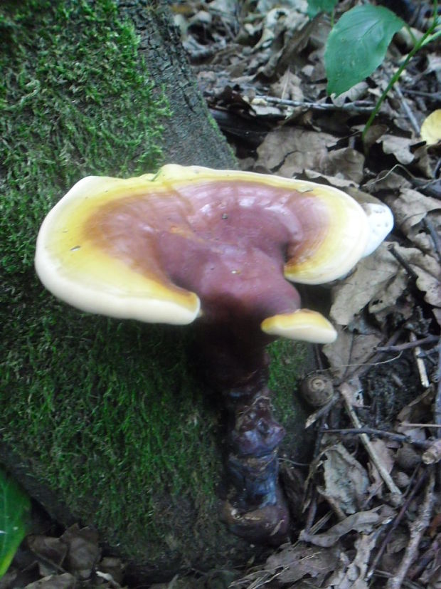 lesklokôrovka obyčajná Ganoderma lucidum (Curtis) P. Karst.