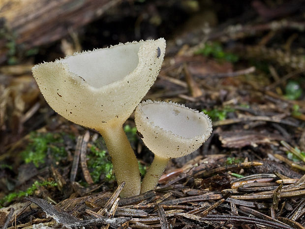 chriapač brvitý Helvella macropus (Pers.) P. Karst.