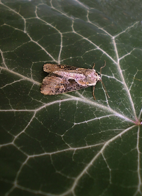 sivkavec kosatcový Lateroligia ophiogramma Esper, 1794