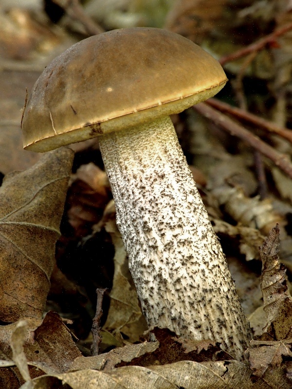 kozák hrabový Leccinum pseudoscabrum (Kallenb.) Šutara