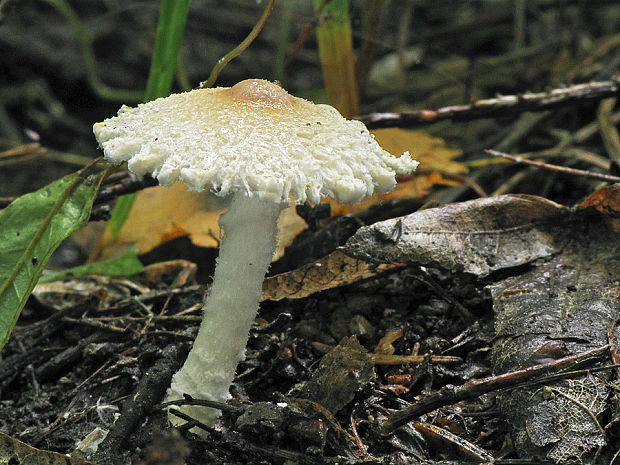 bedlička vlnatá Lepiota clypeolaria (Bull.) P. Kumm.