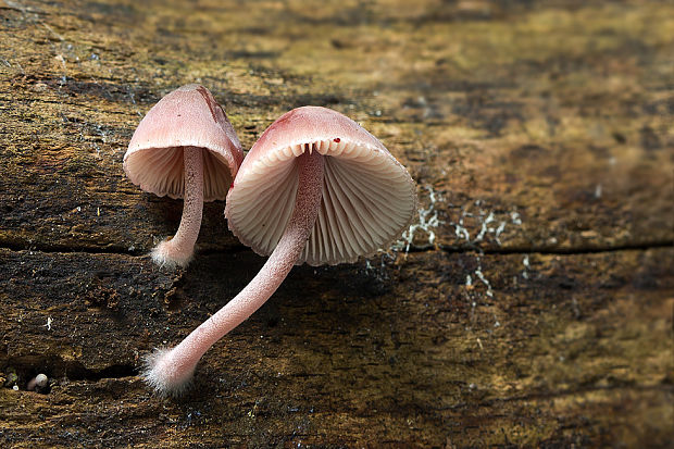 prilbička krvavomliečna Mycena haematopus (Pers.) P. Kumm.