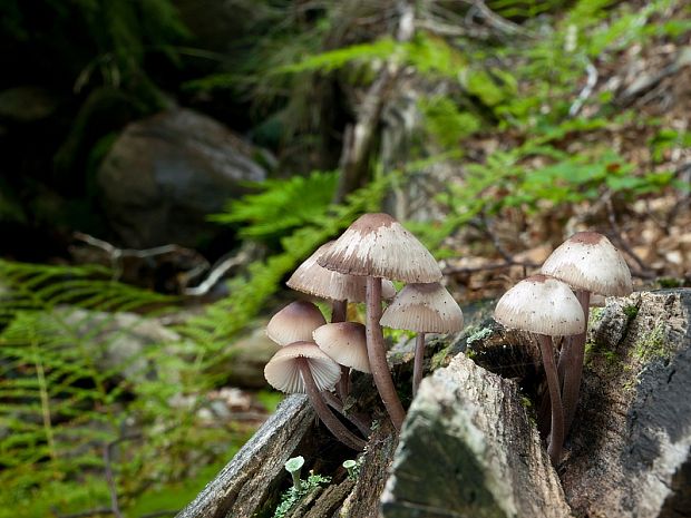 prilbička krvavomliečna Mycena haematopus (Pers.) P. Kumm.