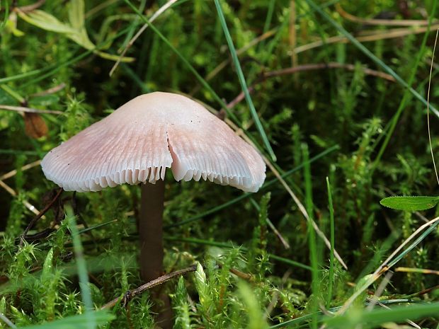 prilbička reďkovková Mycena pura (Pers.) P. Kumm.