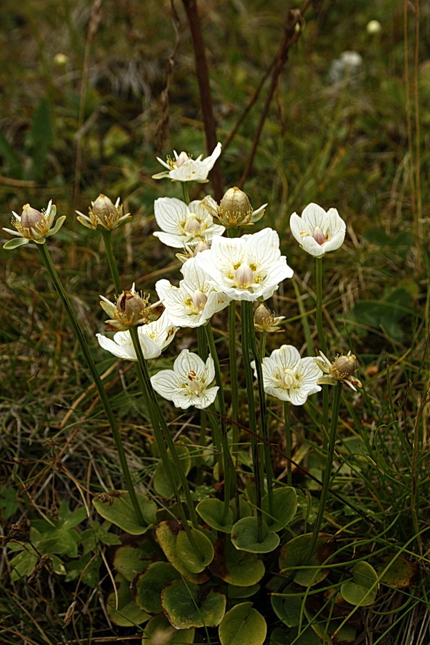 bielokvet močiarny Parnassia palustris L.