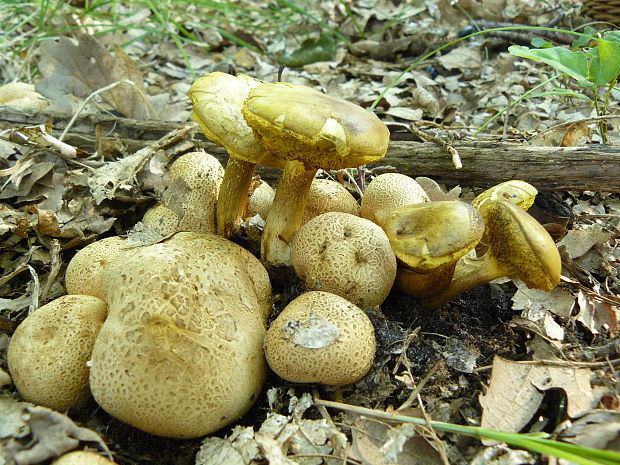 suchohríb cudzopasný Pseudoboletus parasiticus (Bull.) Šutara