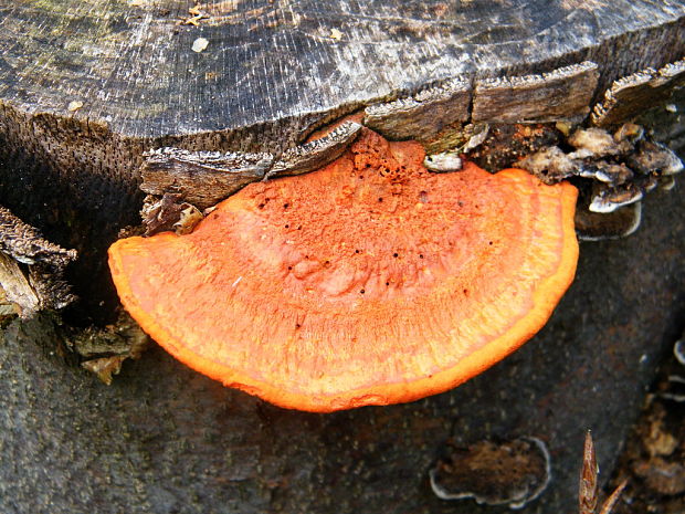 červenica rumelková Pycnoporus cinnabarinus (Jacq.) P. Karst.