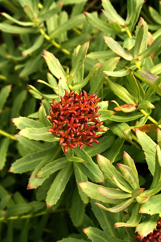 rozchodnica ružová Rhodiola rosea L.