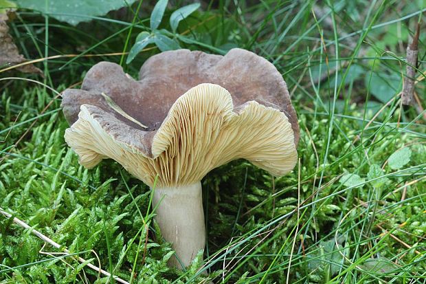 plávka Russula sp.