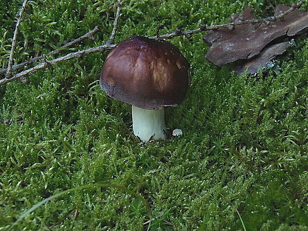 plávka bodkovaná Russula vinosa Lindblad