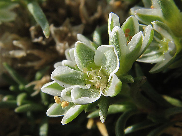 sklerant mnohoplodý Scleranthus polycarpos L.