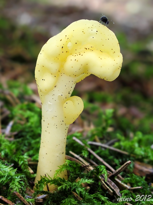 lopatička žltkastá Spathularia flavida Pers.