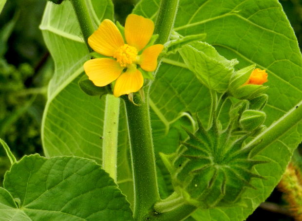 podslnečník theophrastov Abutilon theophrasti Medik.