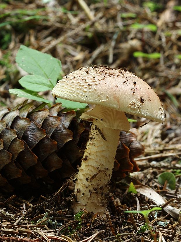 muchotrávka červenkastá Amanita rubescens Pers.