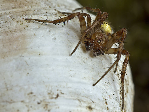 križiak štvorškvrnný Araneus quadratus (L.) Scop. (L.) Scop.