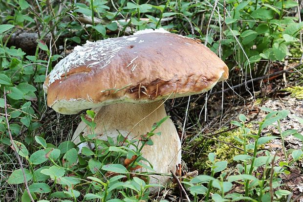 hríb smrekový Boletus edulis Bull.