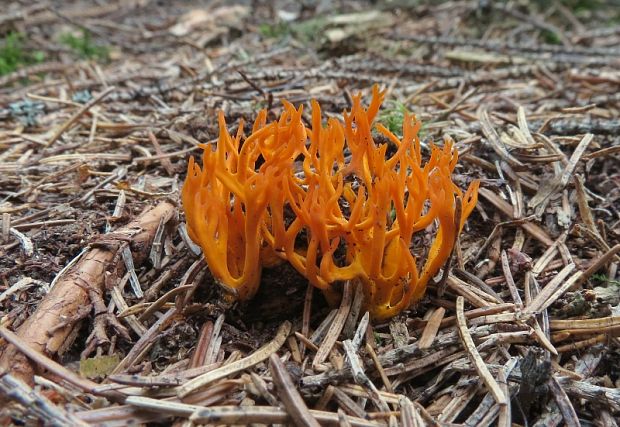 parôžkovec lepkavý Calocera viscosa (Pers.) Fr.