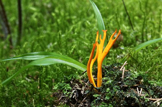 parôžkovec lepkavý Calocera viscosa (Pers.) Fr.