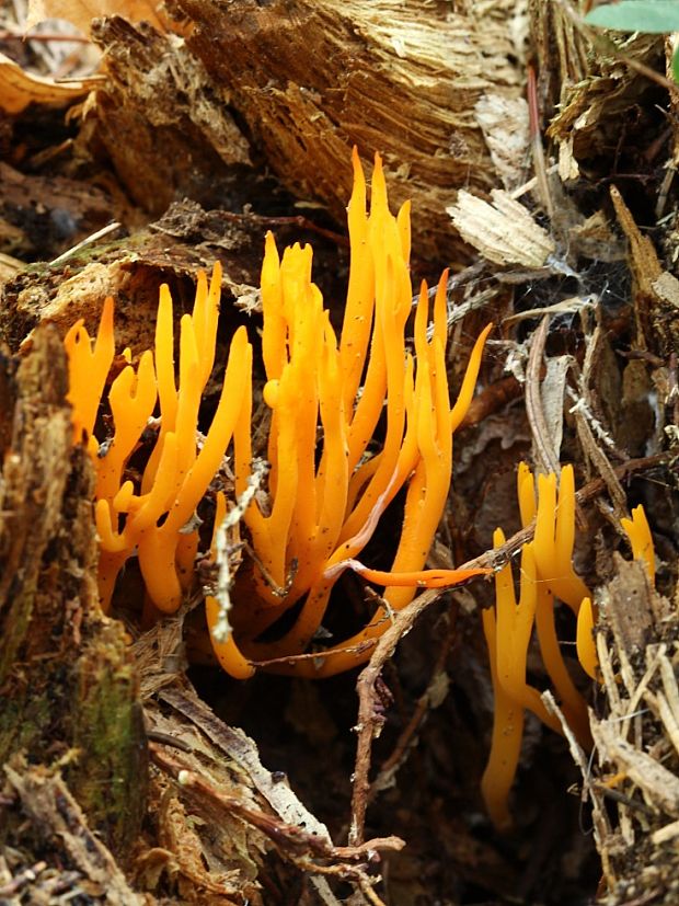 parôžkovec lepkavý Calocera viscosa (Pers.) Fr.