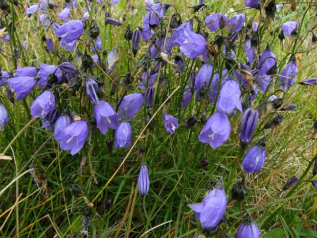 zvonček tatranský Campanula tatrae Borbás