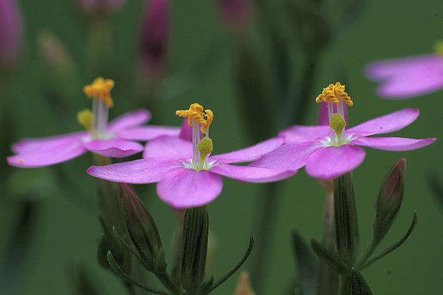 zemežlč menšia Centaurium erythraea Rafn