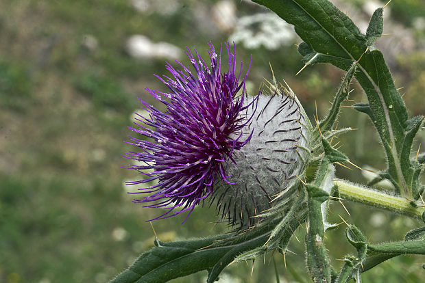 pichliač bielohlavý Cirsium eriophorum (L.) Scop.