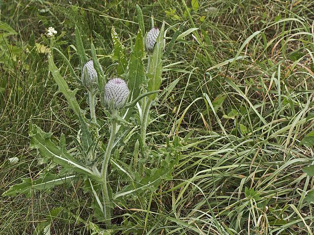 pichliač bielohlavý Cirsium eriophorum (L.) Scop.