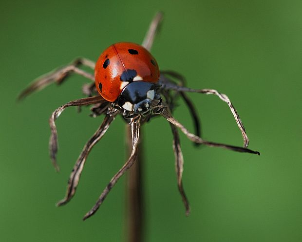 lienka sedembodková  Coccinella septempunctata L.