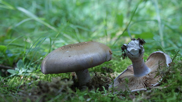 pavučinovec Cortinarius sp.