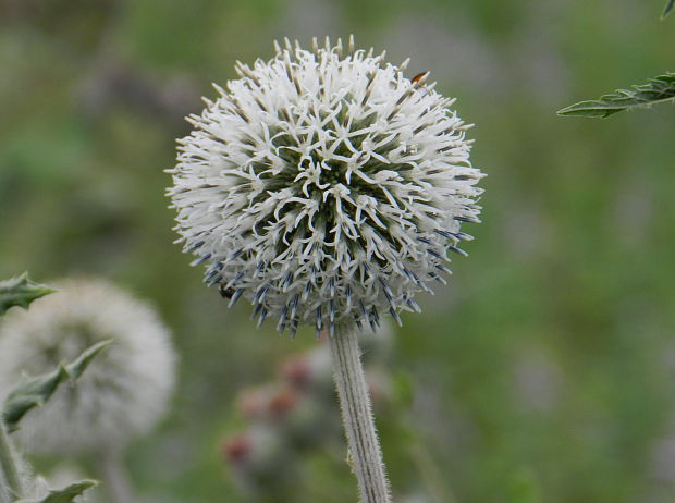 ježibaba guľatohlavá Echinops sphaerocephalus L.