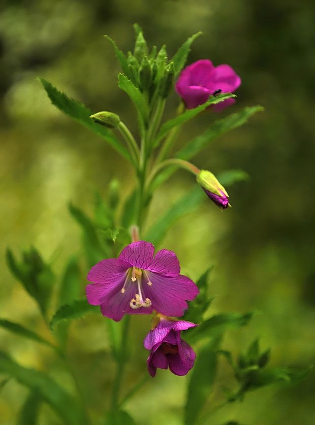 vŕbovka chlpatá Epilobium hirsutum L.