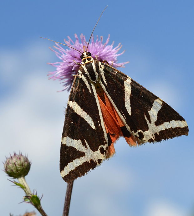 spriadač kostihojový Euplagia quadripunctaria