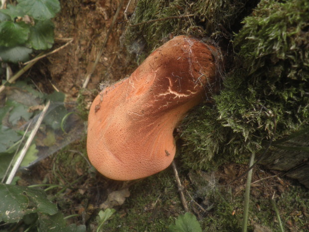 pečeňovec dubový Fistulina hepatica (Schaeff.) With.