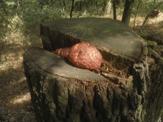 pečeňovec dubový Fistulina hepatica (Schaeff.) With.