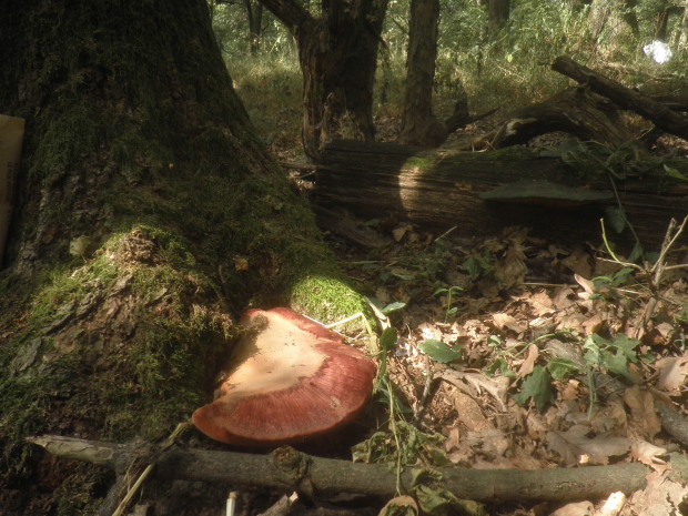 pečeňovec dubový Fistulina hepatica (Schaeff.) With.