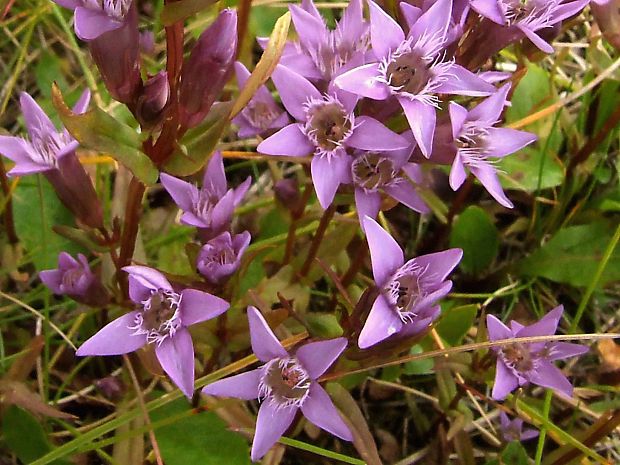 horček Gentianella sp.