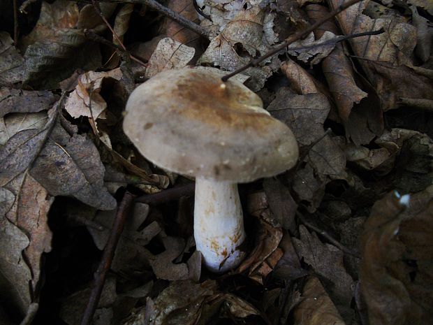 rýdzik ostrý  Lactarius acris (Bolton) Gray