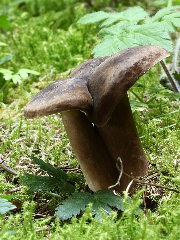 rýdzik čiernozamatový Lactarius lignyotus Fr.