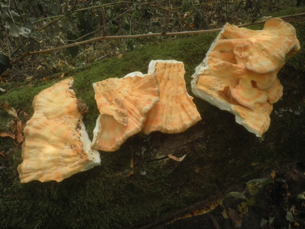 sírovec obyčajný Laetiporus sulphureus (Bull.) Murrill