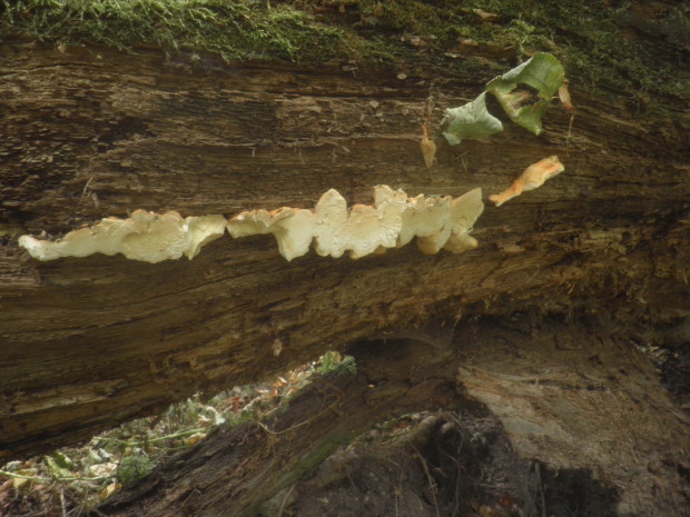 sírovec obyčajný Laetiporus sulphureus (Bull.) Murrill