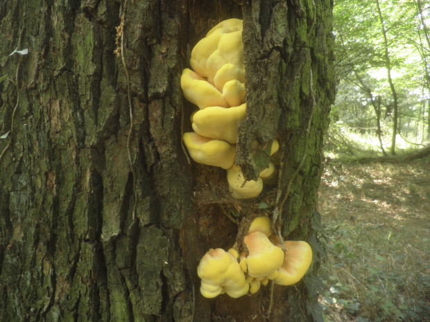 sírovec obyčajný Laetiporus sulphureus (Bull.) Murrill