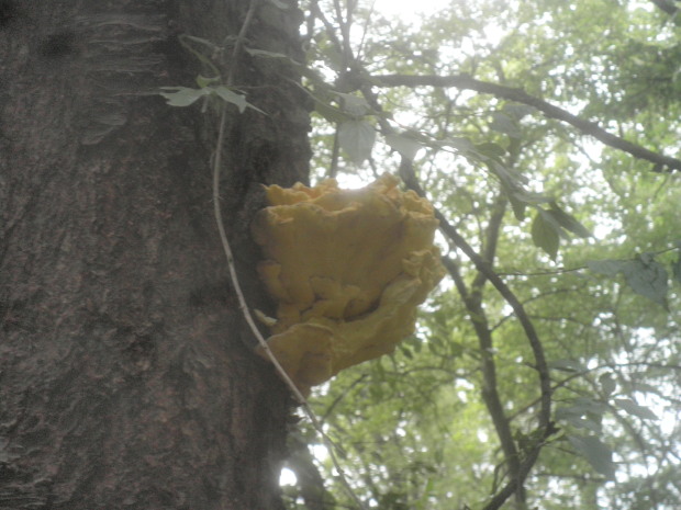 sírovec obyčajný Laetiporus sulphureus (Bull.) Murrill